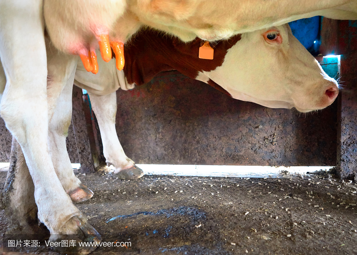 奶牛在挤奶前先排出脂肪